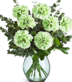 Prosperity Plant