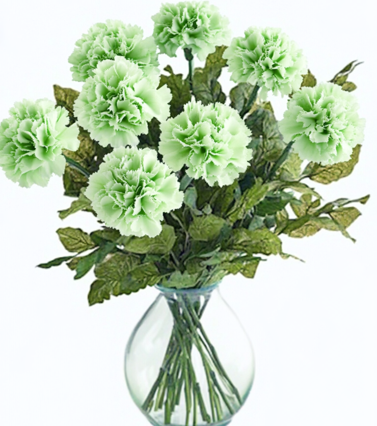 Prosperity Plant