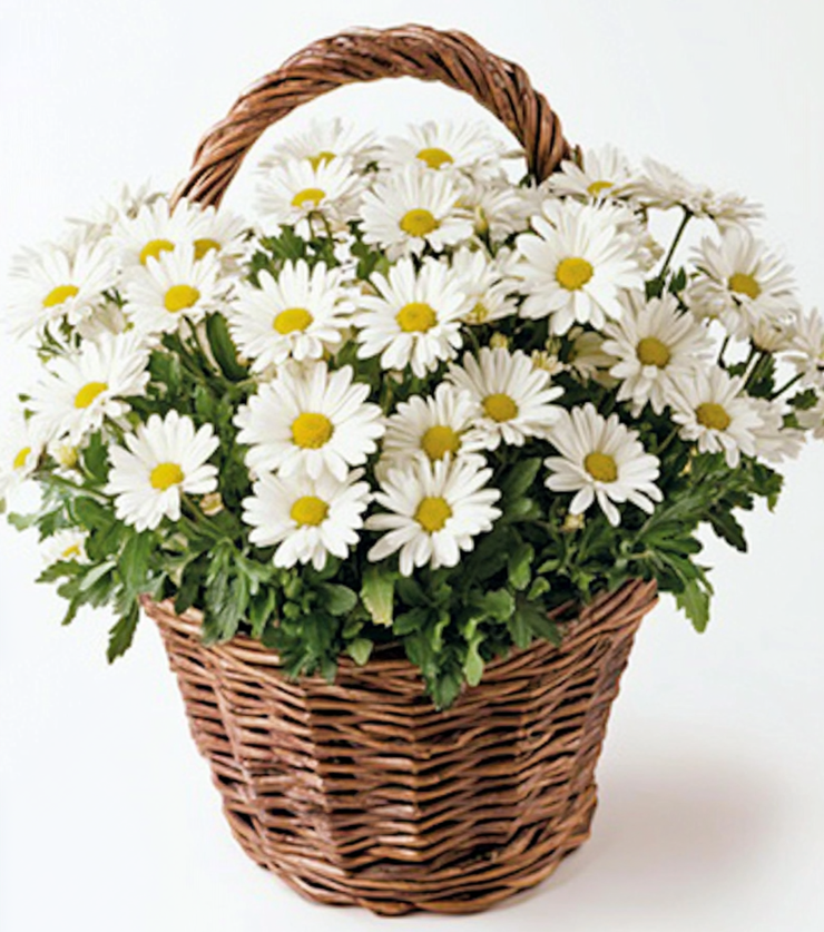 Rustic Basket of Daisies