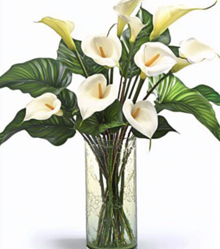 White Callas