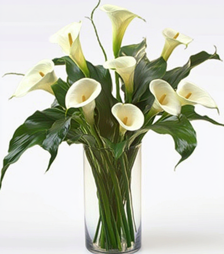 White Callas
