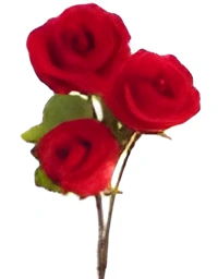 Roses