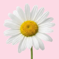 Daisies