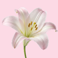 Lilies